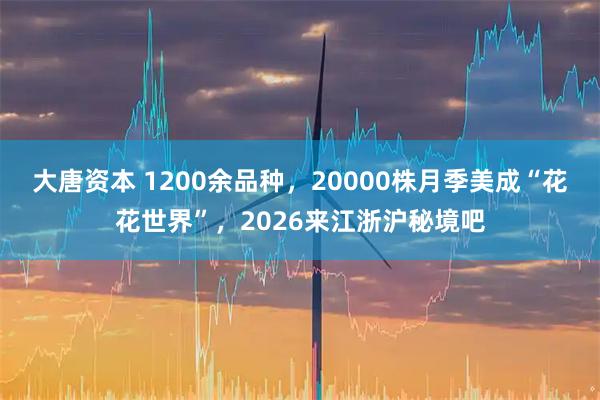 大唐资本 1200余品种，20000株月季美成“花花世界”，2026来江浙沪秘境吧